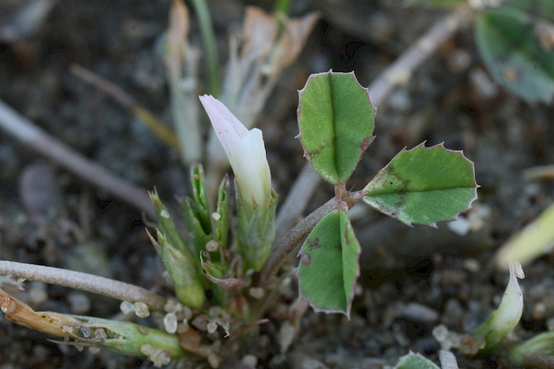 Trifolium ornithopodioides - &copy; Barry Stewart