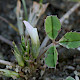 Trifolium ornithopodioides