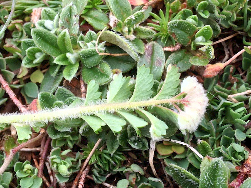 Poterium sanguisorba subsp. sanguisorba - &copy; Barry Stewart