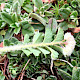 Poterium sanguisorba subsp. sanguisorba