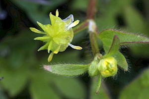 Ranunculus parviflorus Small-flowered Buttercup