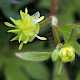 Ranunculus parviflorus