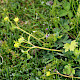 Ranunculus parviflorus