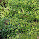 Ranunculus parviflorus