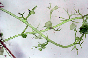 Utricularia minor Lesser Bladderwort