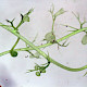 Utricularia minor