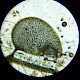 Utricularia minor