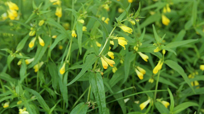Melampyrum pratense - &copy; Barry Stewart