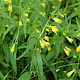 Melampyrum pratense