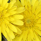 Crepis vesicaria
