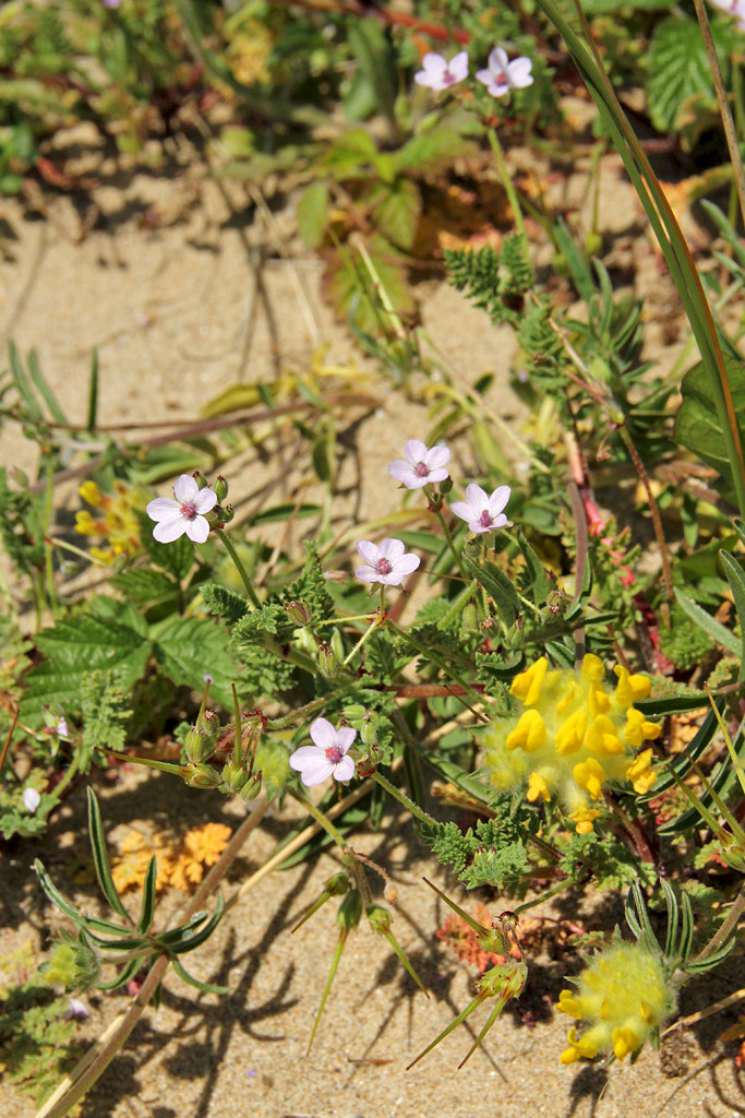 Erodium lebelii - &copy; Barry Stewart