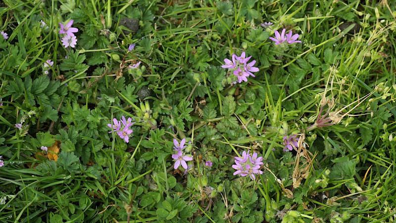 Erodium moschatum - &copy; Barry Stewart