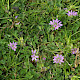 Erodium moschatum
