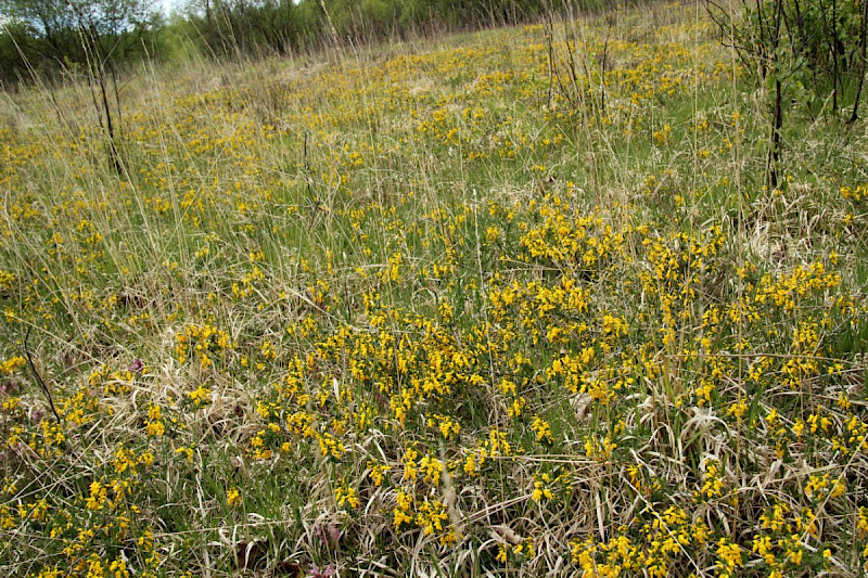 Genista anglica - &copy; Barry Stewart
