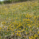 Genista anglica