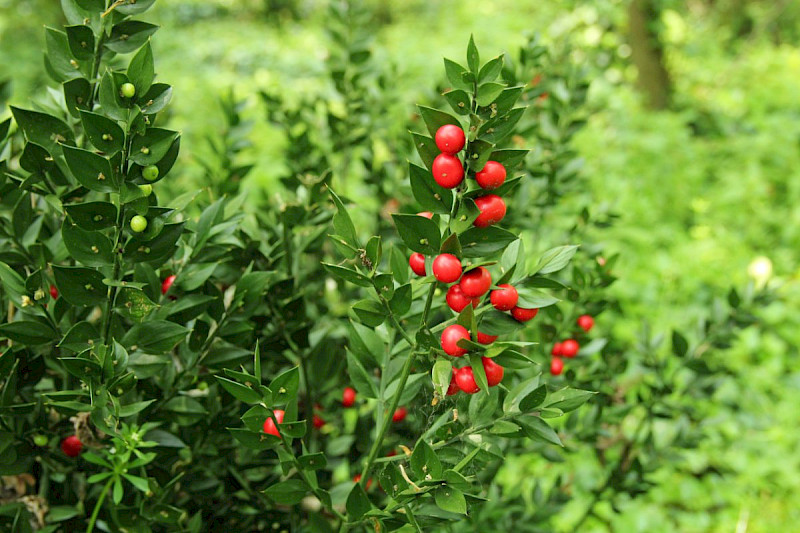 Ruscus aculeatus - &copy; Barry Stewart