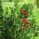 Ruscus aculeatus