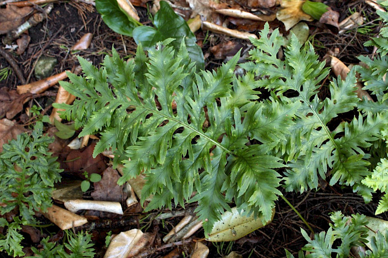 Polypodium cambricum - &copy; Barry Stewart
