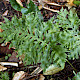 Polypodium cambricum