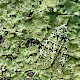 Flavoparmelia caperata