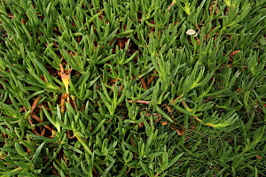 Carpobrotus edulis Hottentot-fig