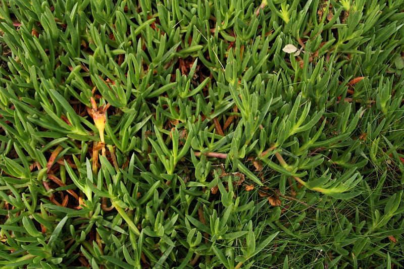 Carpobrotus edulis - &copy; Barry Stewart