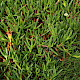 Carpobrotus edulis