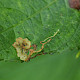 Impatiens parviflora