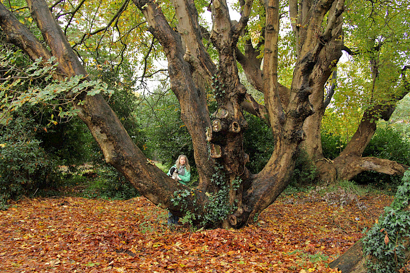 Aesculus hippocastanum - &copy; Barry Stewart