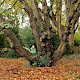 Aesculus hippocastanum