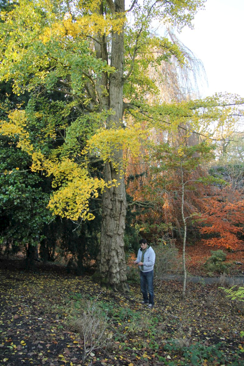 Ginkgo biloba - &copy; Barry Stewart