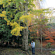 Ginkgo biloba