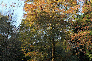 Liquidambar styraciflua Sweet Gum