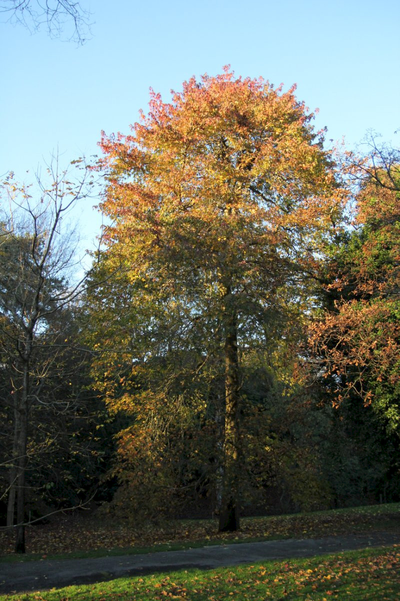 Liquidambar styraciflua - &copy; Barry Stewart