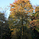 Liquidambar styraciflua