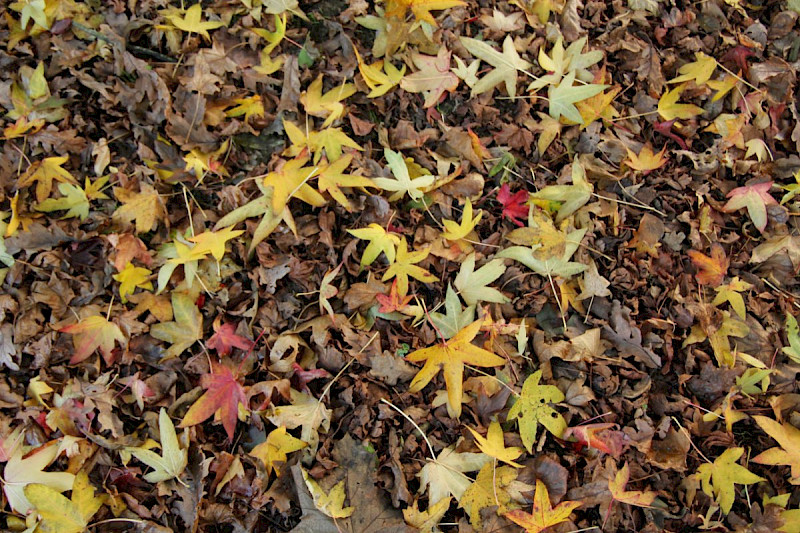 Liquidambar styraciflua - &copy; Barry Stewart