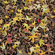 Liquidambar styraciflua