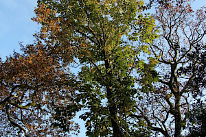 Magnolia campbellii Campbell's Magnolia