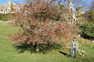 Prunus okame Japanese Cherry Okame