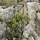 Ruscus aculeatus