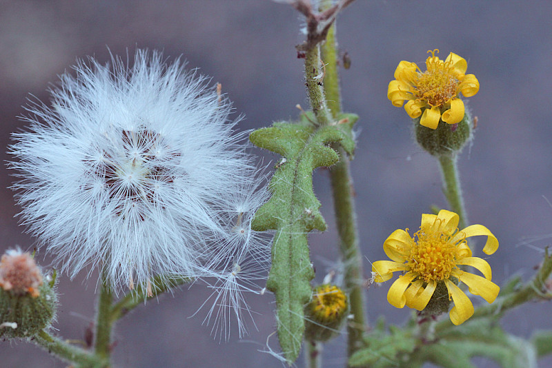 Senecio viscosus - &copy; Barry Stewart