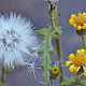 Senecio viscosus