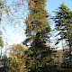 Sequoia sempervirens