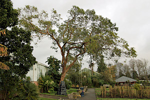 Eucalyptus dalrympleana Mountain Gum / Broad-leaved Kindlingbark