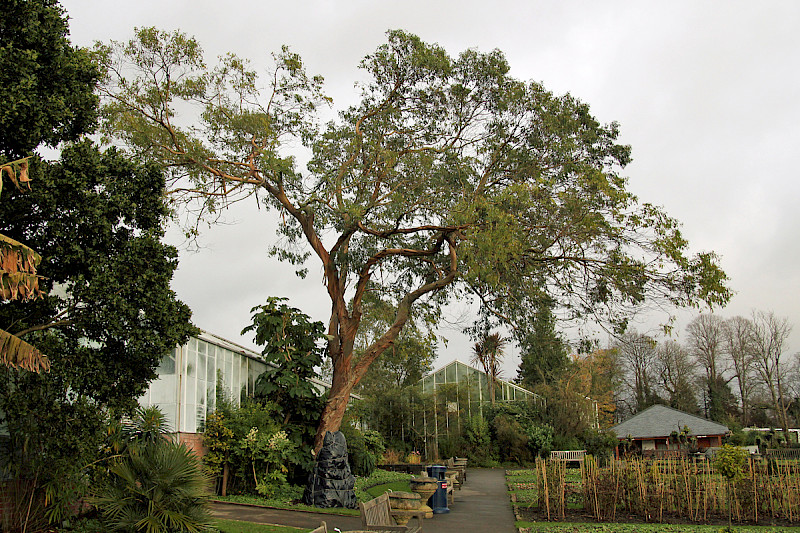Eucalyptus dalrympleana - &copy; Barry Stewart
