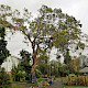Eucalyptus dalrympleana