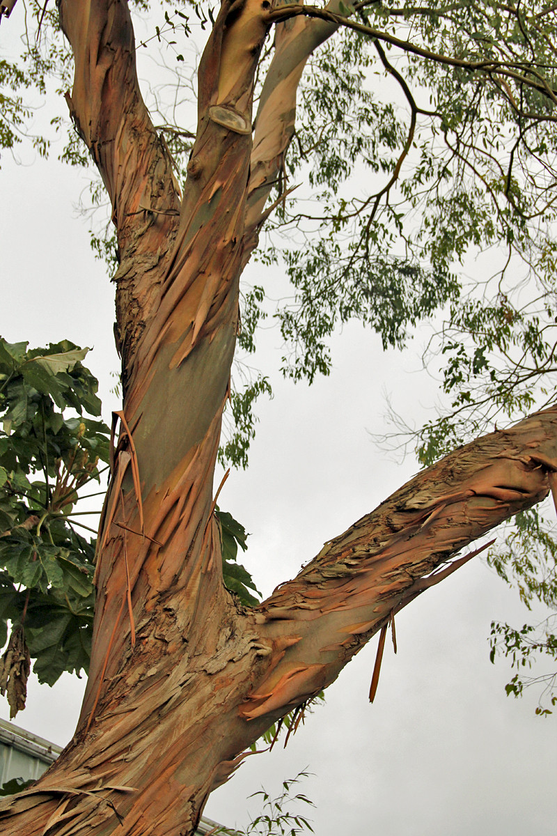 Eucalyptus dalrympleana - &copy; Barry Stewart