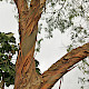 Eucalyptus dalrympleana