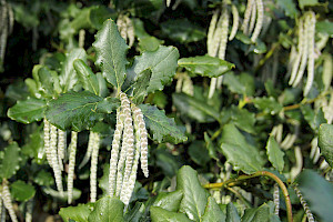 Garryaceae