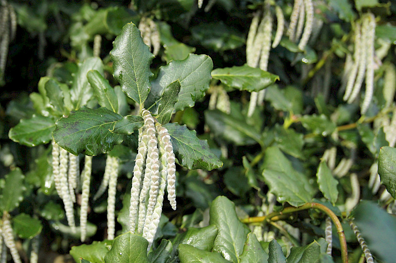 Garrya elliptica - &copy; Barry Stewart